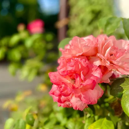 Sophienhoehe 4* Керпен