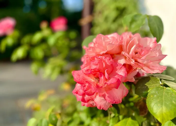 Sophienhoehe 4* Kerpen (North Rhine-Westphalia)